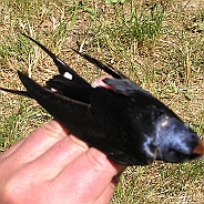 Barn Swallow